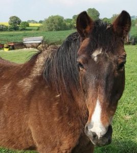 cheval picardie