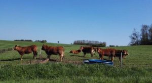 vaches picardie