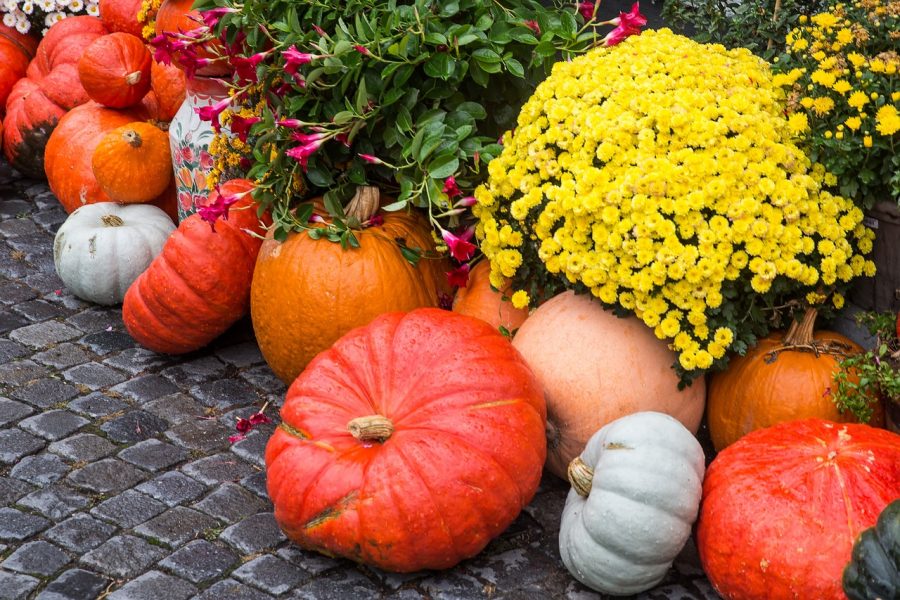 courges automne