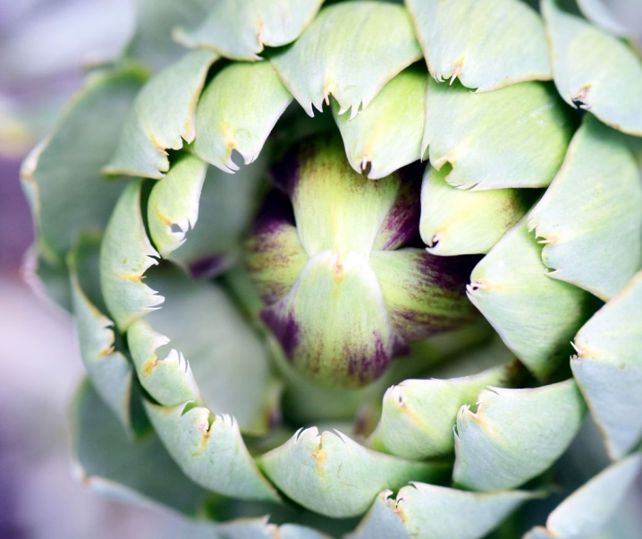 5 choses à savoir sur l’artichaut