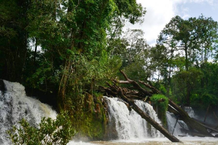 La jungle Mondulkiri au Cambodge