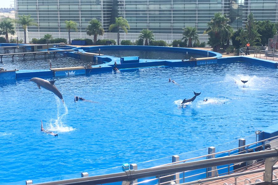 Spectacle de Dauphins à l'Aquarium Oceanografic de Valence