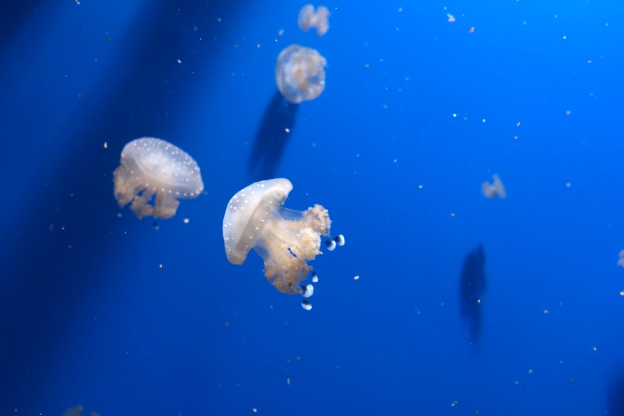 Méduses à l'Aquarium Oceanografic de Valence