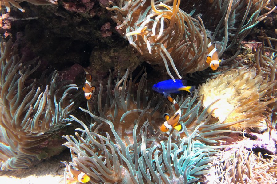 Poissons Clowns à l'Aquarium Oceanografic de Valence