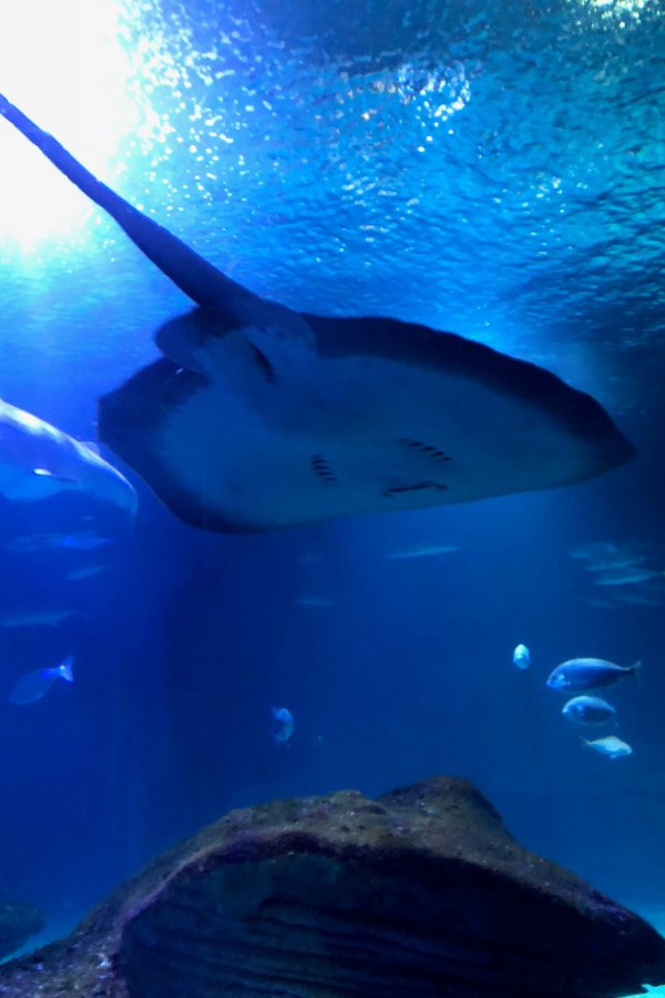 Raie à l'Aquarium Oceanografic de Valence