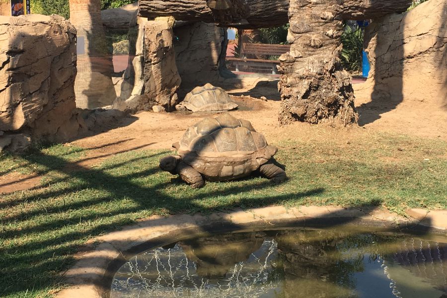 Tortues à l'Aquarium Oceanografic de Valence