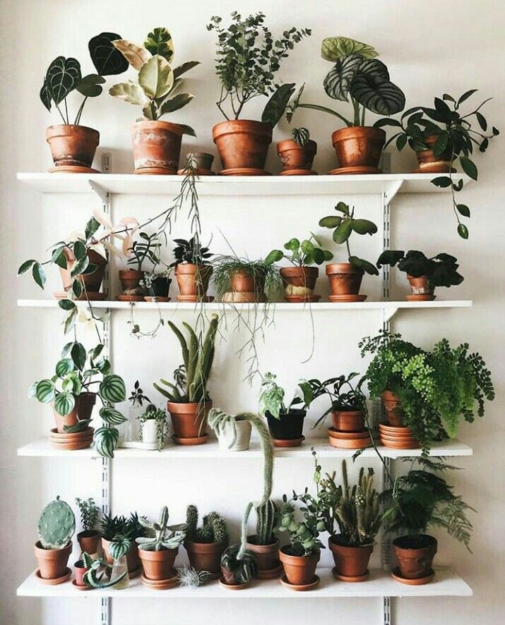 Étagères remplies de plantes sur un mur