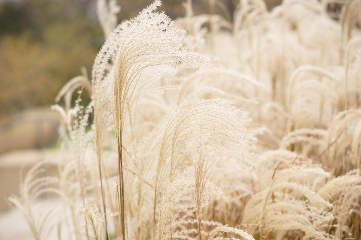 Herbes de la pampa