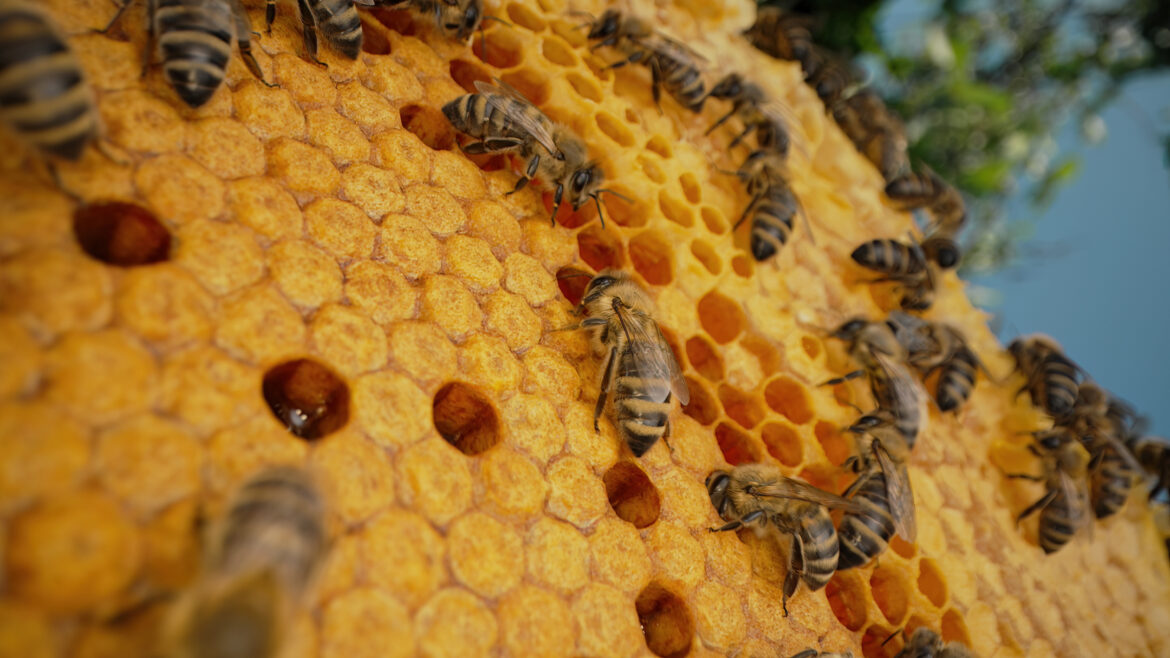 Abeilles dans la ruche, les bienfaits de la gelée royale